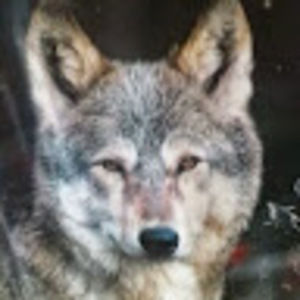 Meet your Posher, Steve